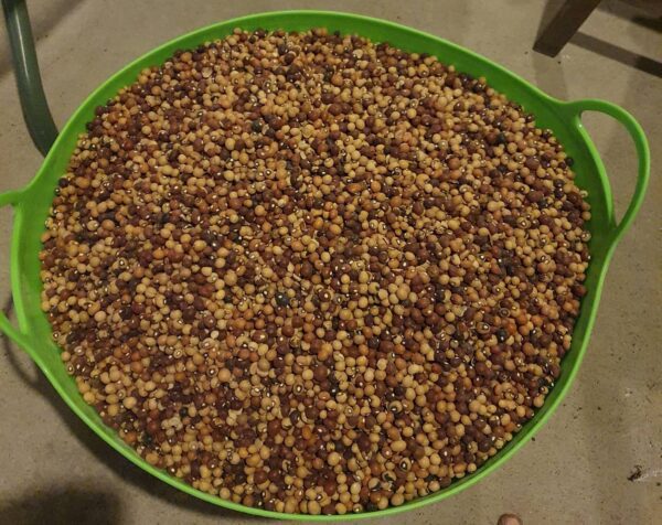 Nyimo / Bambara Groundnut-Bean / Congo Goober – 1kg (Stock is now Low)